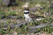 823 Little Ringed Plover