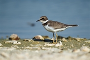 826 Little Ringed Plover