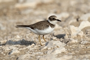 828 Little Ringed Plover