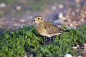 829 Eurasian Golden Plover