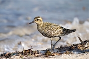 830 Pacific Golden Plover