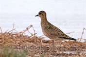 831 Pacific Golden Plover