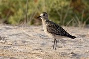 832 Pacific Golden Plover