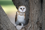 837 Western Barn Owl