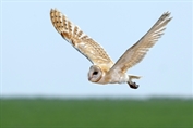 838 Western Barn Owl