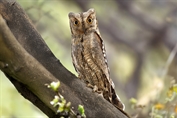 849 Eurasian Scops Owl