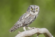 850 Eurasian Scops Owl