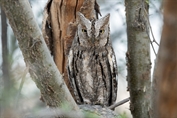 851 Eurasian Scops Owl