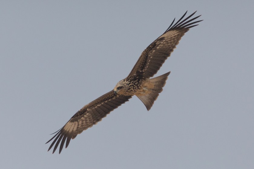 Black-Eared Kite, Qatar
