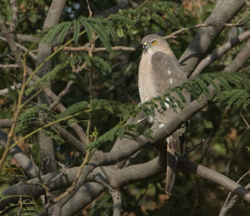 A Shikra seen in Qatar