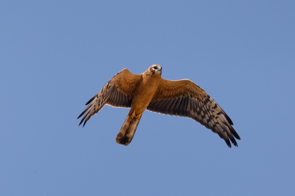 Flight image of a Montague's Harrier
