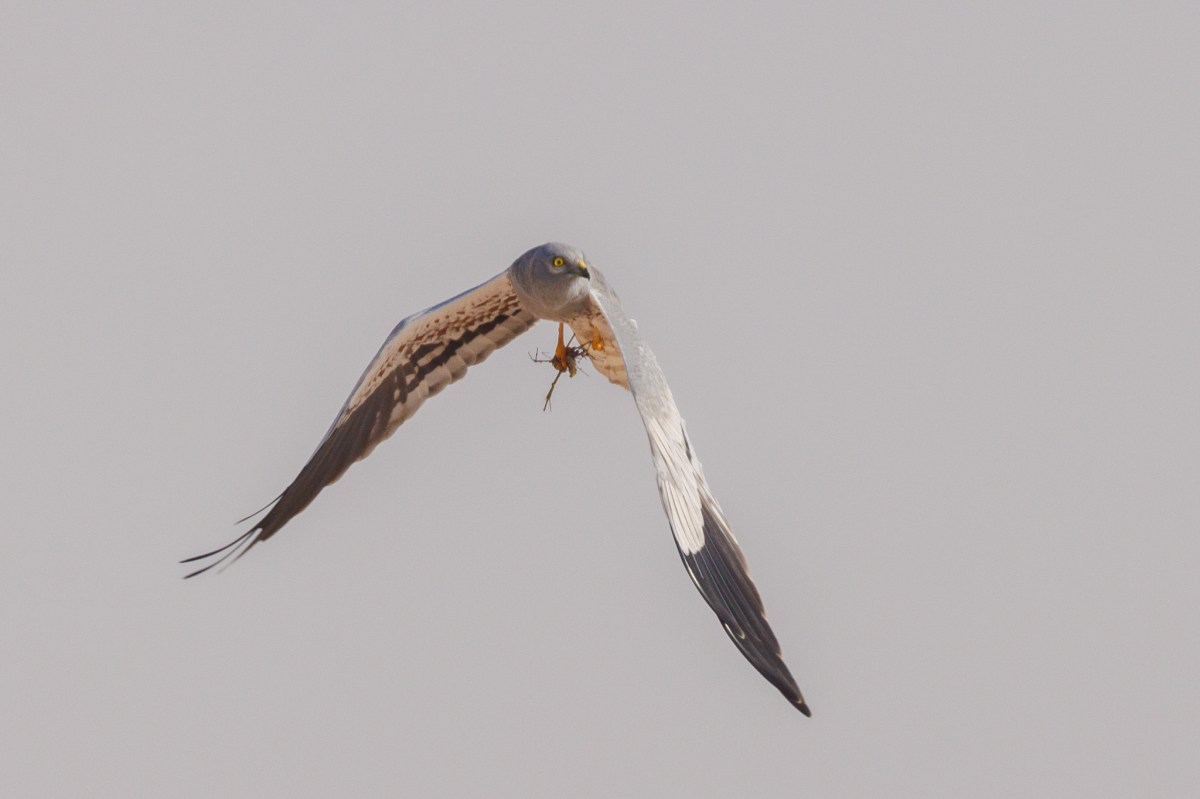 Montagu's Harrier, a male in flight