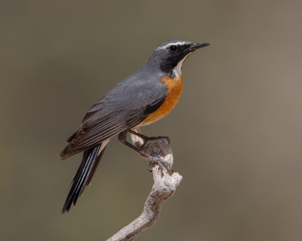 white-throated robin perched on a stick