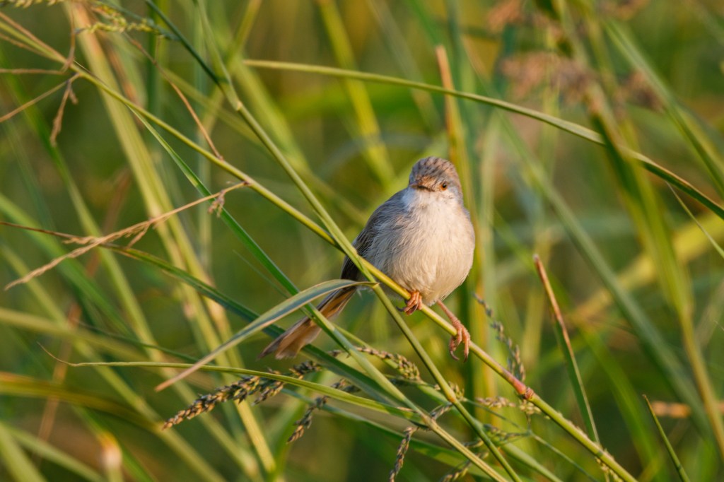 Delicate Prinia in a Reed Bed in Qatar